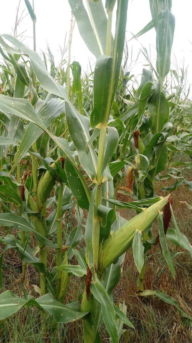 Dealers_Pioneer's tweet image. #EstamosDondeEstas #CnelDorrego #Maiz #P38A57 #Ultrapecoz siembra 27/12 a 27500 pl/ha @PioneerSemillas ⌚🌽💪