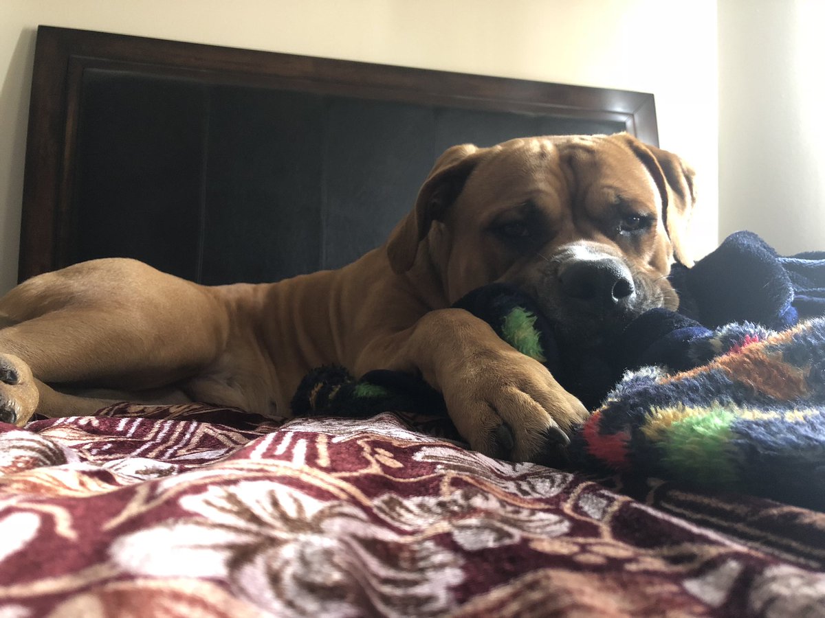 Bafeeki's tweet image. We will be streaming tomorrow at 4pm cst and playing some #Blackops4 if you wanna play just ask in chat for a invite #feekifam #xboxone 😃😃
 
Meantime drop a picture of your pet here’s a pic of Bruno 🐕 

twitch.tv/bafeeki/