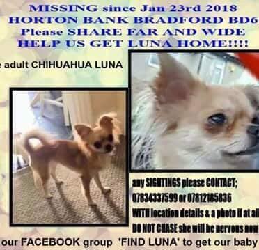 LisaLisaw1's tweet photo. Please RT #letsgetlunahome #Chihuahua #Missing 23.01.18 #Bradford #WestYorkshire #TheftByFinding #StopPetTheft #FindLuna #MissingOneYear #ChiSunday #HelpFindLuna https://t.co/HhpXXPUuts
