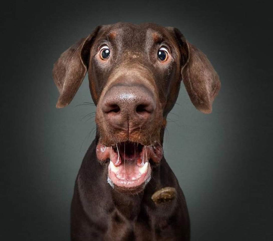 perros_shidoris's tweet photo. Fotógrafo capta el momento justo en qué estos perros intentan atrapar una croqueta en el aire https://t.co/OvSCB8hoDV