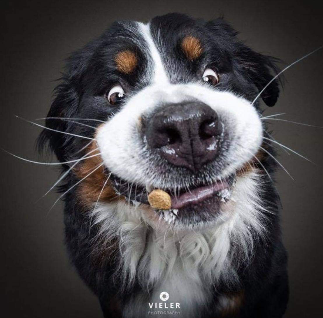 perros_shidoris's tweet photo. Fotógrafo capta el momento justo en qué estos perros intentan atrapar una croqueta en el aire https://t.co/OvSCB8hoDV