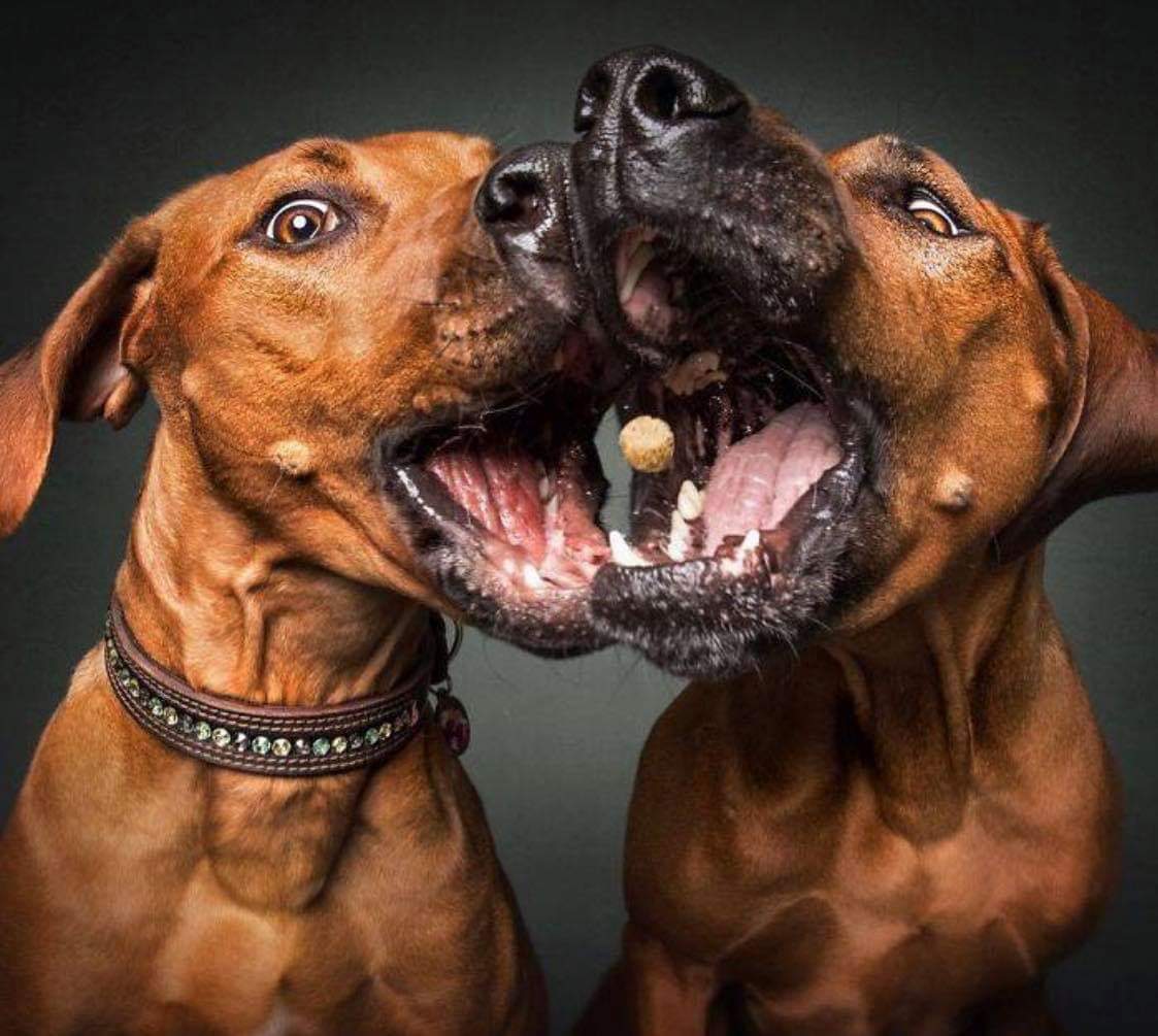 perros_shidoris's tweet photo. Fotógrafo capta el momento justo en qué estos perros intentan atrapar una croqueta en el aire https://t.co/OvSCB8hoDV