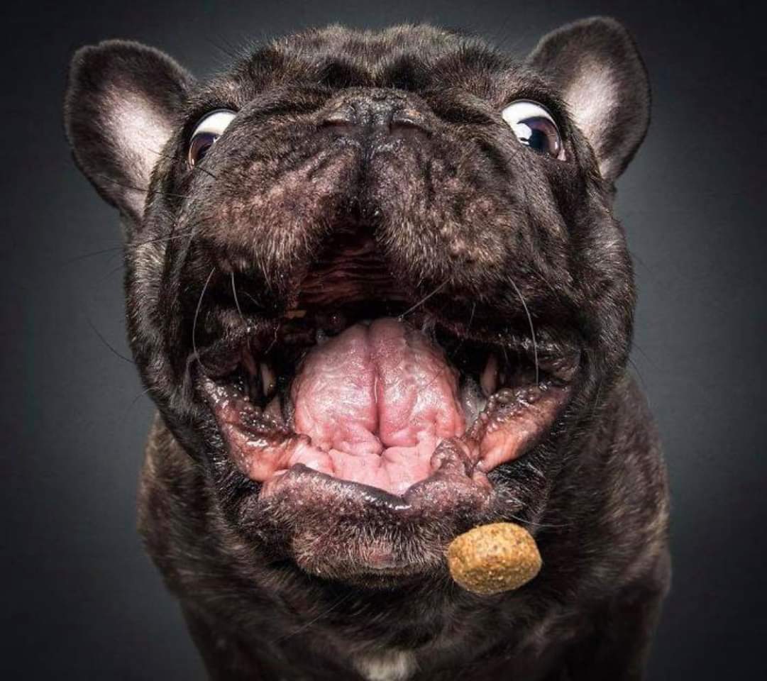 perros_shidoris's tweet photo. Fotógrafo capta el momento justo en qué estos perros intentan atrapar una croqueta en el aire https://t.co/OvSCB8hoDV