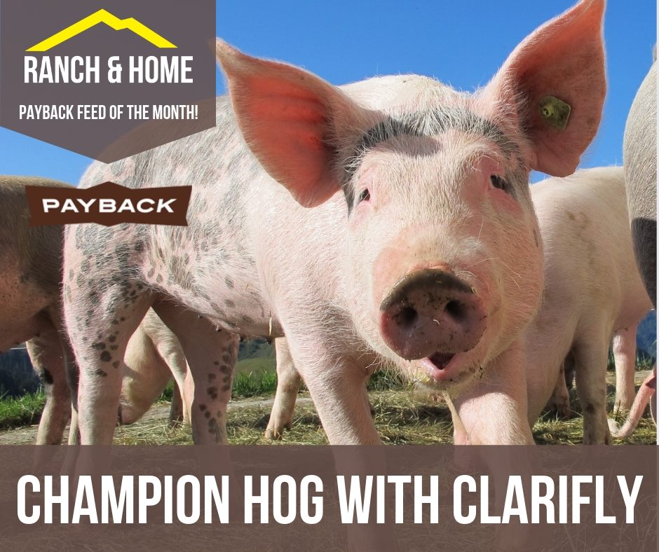 Have you seen the Payback Feed of the Month for April?! This month only, get $2 OFF a bag of Payback Champion Hog with Clarify! It kills fly larvae, so you don't have to worry about having a fly problem where you keep your animals. Come talk to our feed experts at Ranch & Home