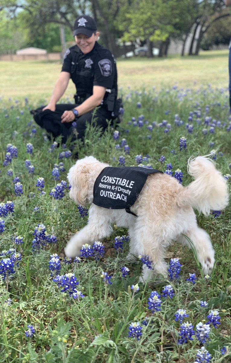 TCConstablePct2's tweet photo. We couldn't pass up the opportunity on this perfect Spring day to complete the #BLUEbonnetChallenge. #BackTheBluebonnetsChallenge #BrodyforPCT2 #PCT2dispatch @KXAN_News https://t.co/VWaDFx0utK