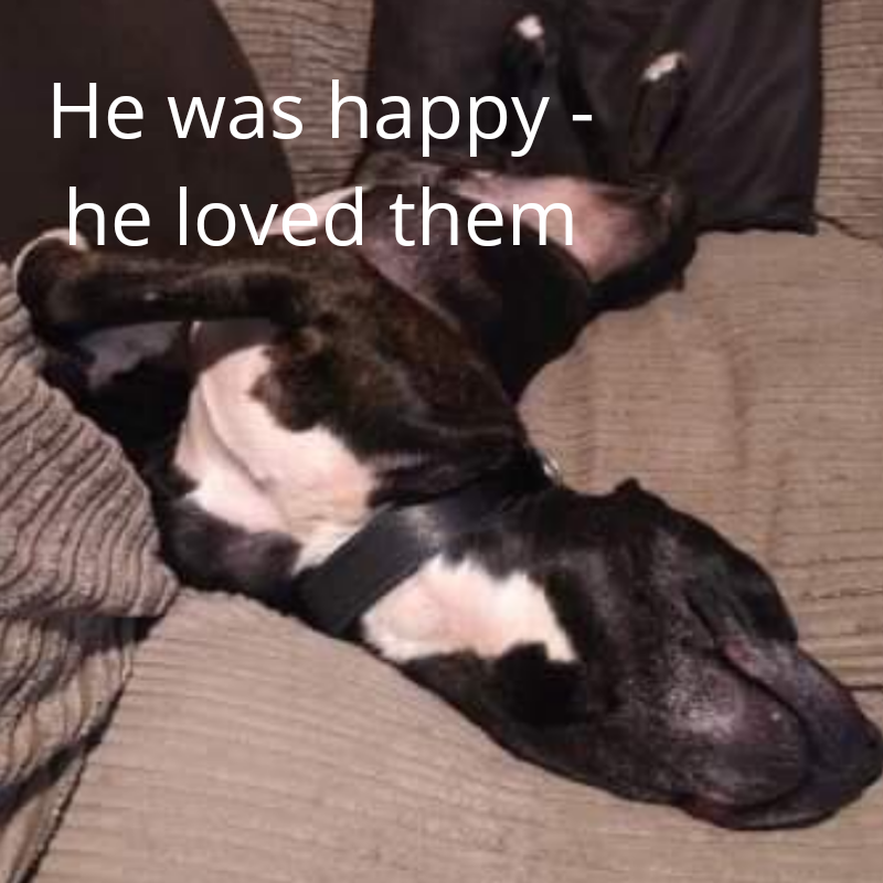 NWDogRescue's tweet photo. Please RT to help me find my furever home.
You'll find all my details and an enquiry-form here
https://t.co/TCSKrx8sVi https://t.co/zkIBSaVzVt