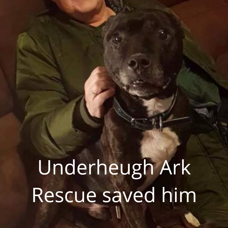 NWDogRescue's tweet photo. Please RT to help me find my furever home.
You'll find all my details and an enquiry-form here
https://t.co/TCSKrx8sVi https://t.co/zkIBSaVzVt