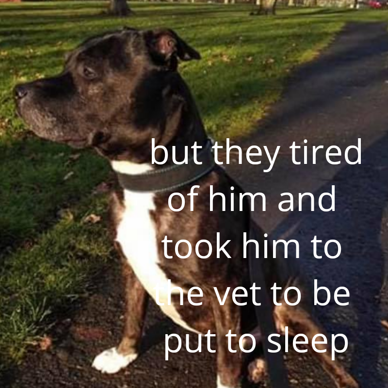 NWDogRescue's tweet photo. Please RT to help me find my furever home.
You'll find all my details and an enquiry-form here
https://t.co/TCSKrx8sVi https://t.co/zkIBSaVzVt