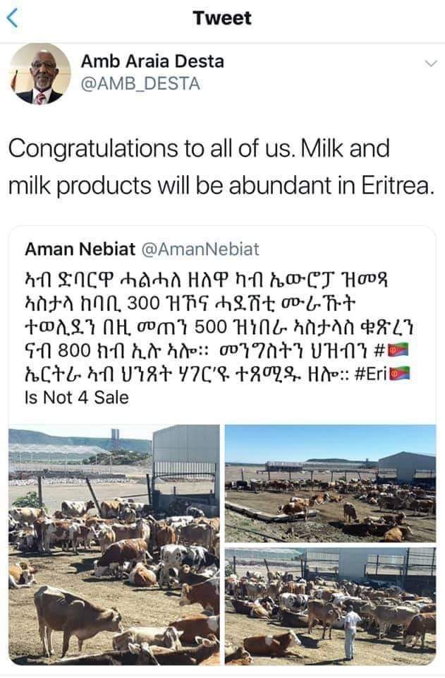 Selkid's tweet photo. I hear that pfdj has ordered all cows to Dibarwa...and Ambassador Araia is leading the great march! #SillyCows https://t.co/0XG3b0JSL6