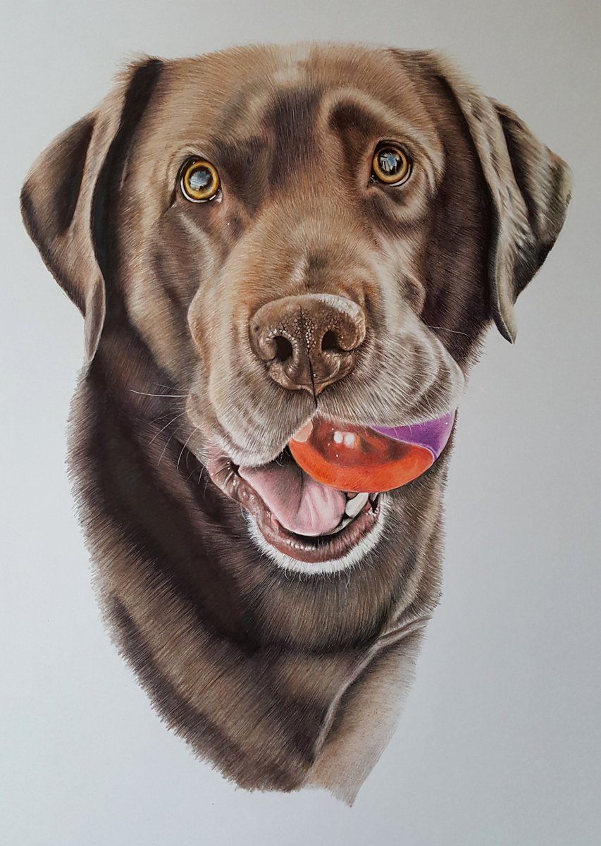 Jersey complete 👍😁💕🐶🐾x @Darryl97802324 #chocolatelabrador #petportraits #art #colouredpencils #labrador #memories #mansbestfriend #biroart #Illustration #drawing #dogs #fabercastell
