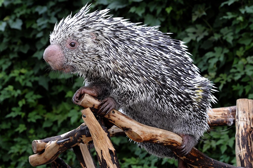 TiffanysTrends's tweet photo. It's official thanks to one of @RobertIrwin's visits on @jimmyfallon I am now in love with the gorgeous cutie the Prehensile Tailed Porcupine! 😍😍 https://t.co/QfvN53MTPa