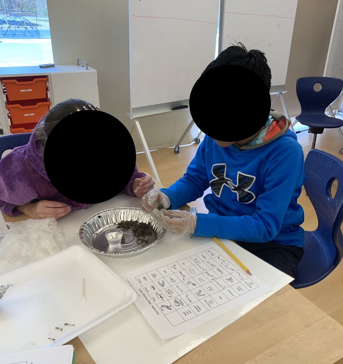 Students had a blast and learned a lot about #foodchains today while dissecting owl pellets and sorting the bones found. Tomorrow they get to create a food chain on #seesaw that represents their findings from today. #kidscientists