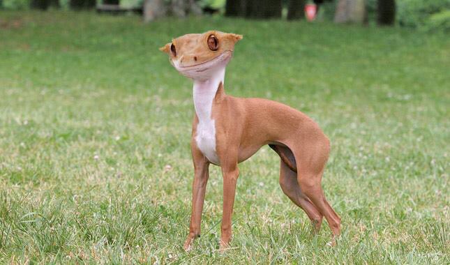 DrewSproul's tweet photo. And Italian Crested Geckhound. My proudest creation. https://t.co/IR5m8UWNyj