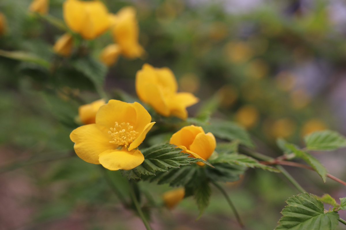 Kerria Japonica Kerria Japonica