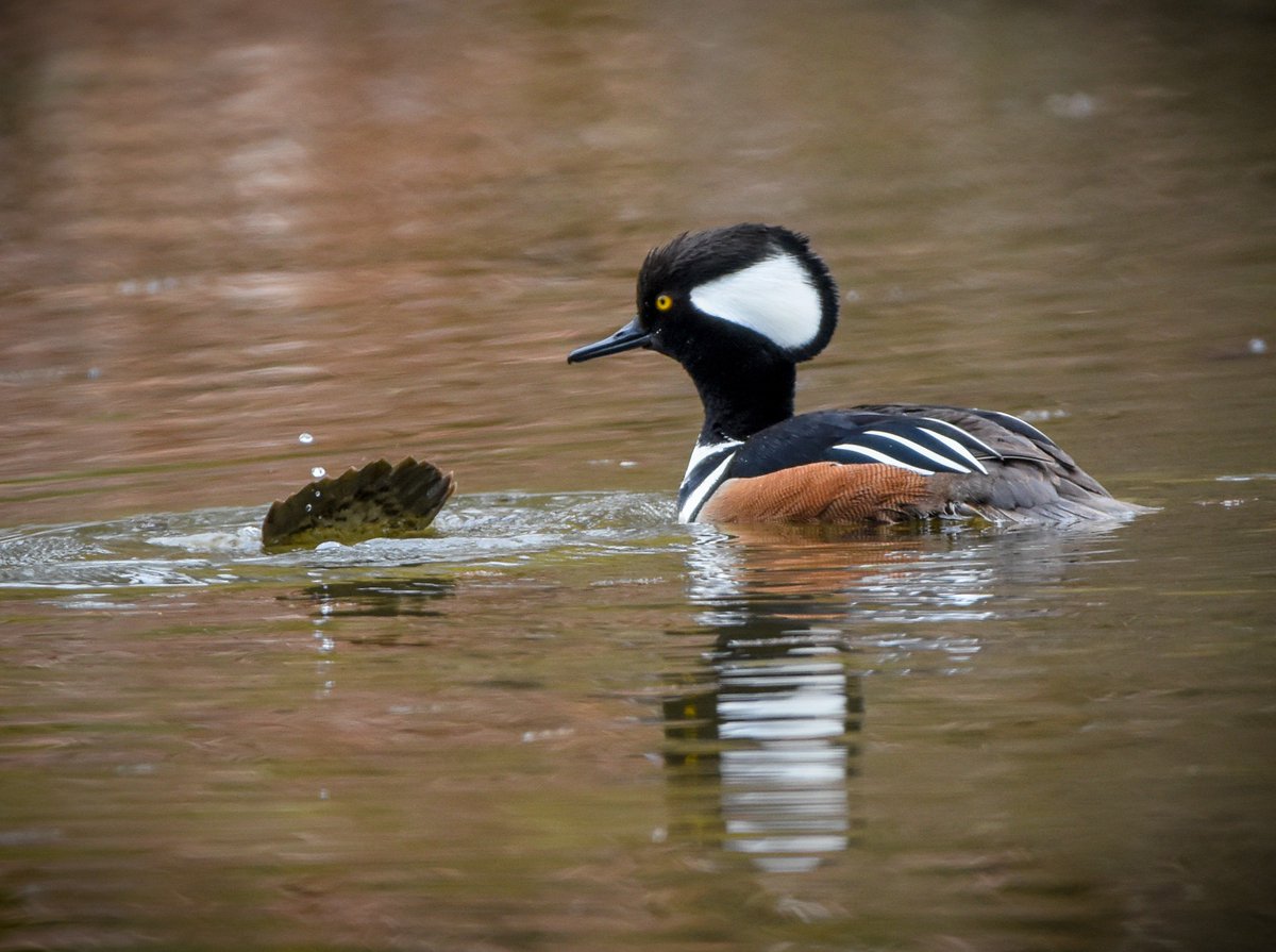 You're coming back, right? Right?!?

#naturephotography #ducks #clevelandmetroparks #hoodedmergansers