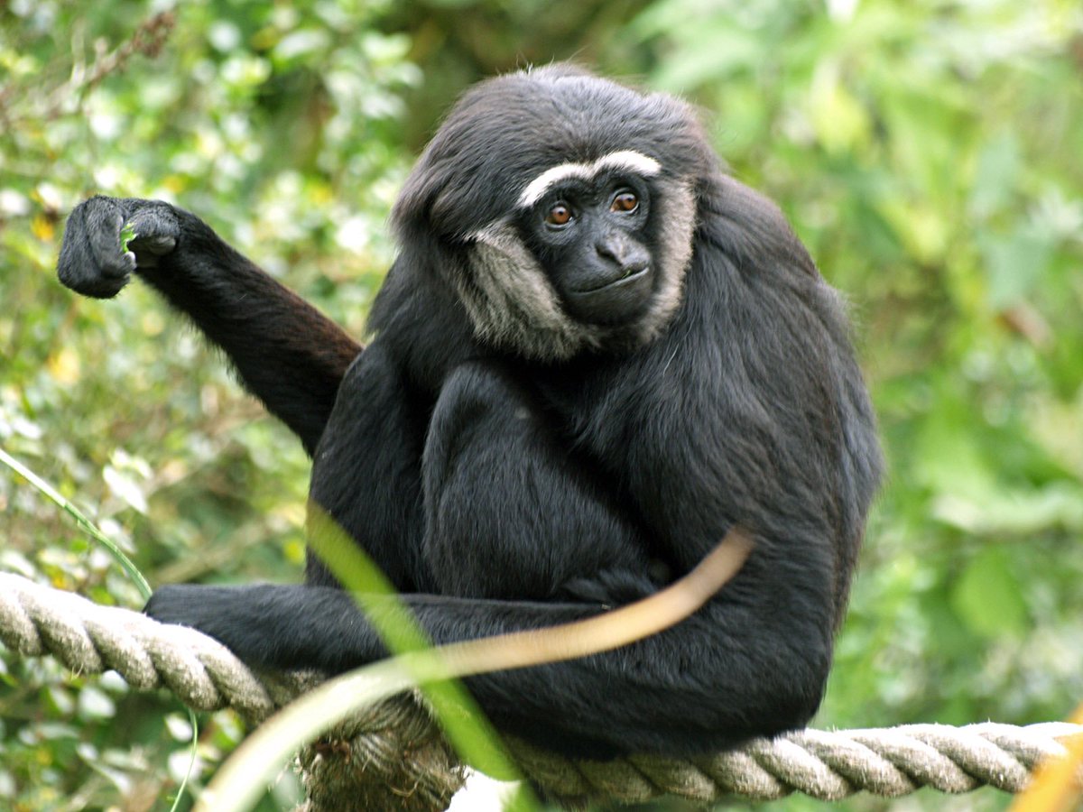 Шимпанзе человекообразная обезьяна