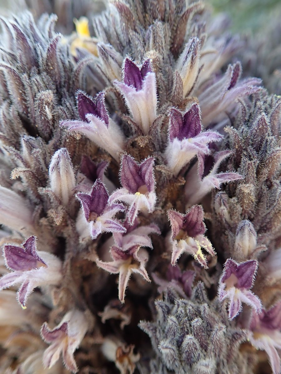 MojaveMills's tweet photo. Last weekend @naomibot and I found #Aphyllon cooperi, #Phacelias and #Mentzelias, #Astragalus coccineus, and even a perennial #Cryptantha confertiflora! I can't wait to see what might be in flower this weekend. https://t.co/0Cjigc413s