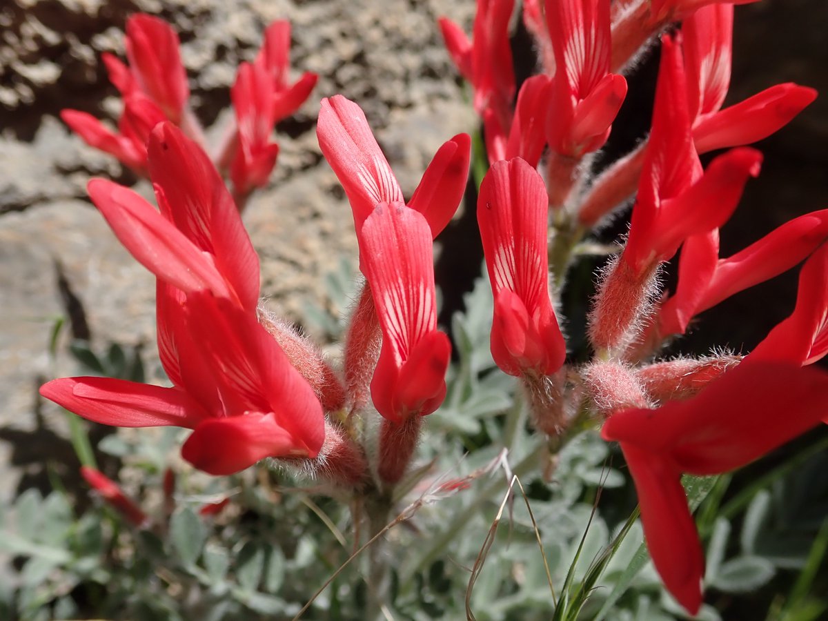 MojaveMills's tweet photo. Last weekend @naomibot and I found #Aphyllon cooperi, #Phacelias and #Mentzelias, #Astragalus coccineus, and even a perennial #Cryptantha confertiflora! I can't wait to see what might be in flower this weekend. https://t.co/0Cjigc413s