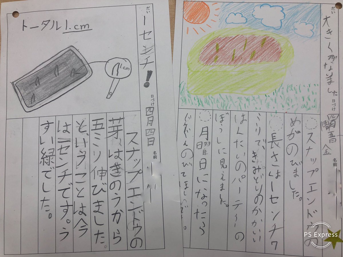 asijMachidori's tweet photo. #G2JPclass today’s celebration is the #success of writing the diary with beginning, middle and end. Students grow like their pea plants! https://t.co/VyapUonaQY