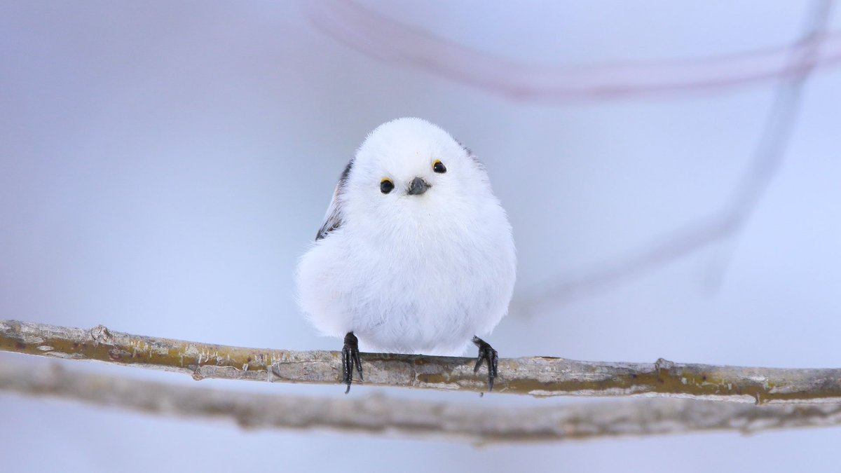 ぼく シマエナガ V Tvittere