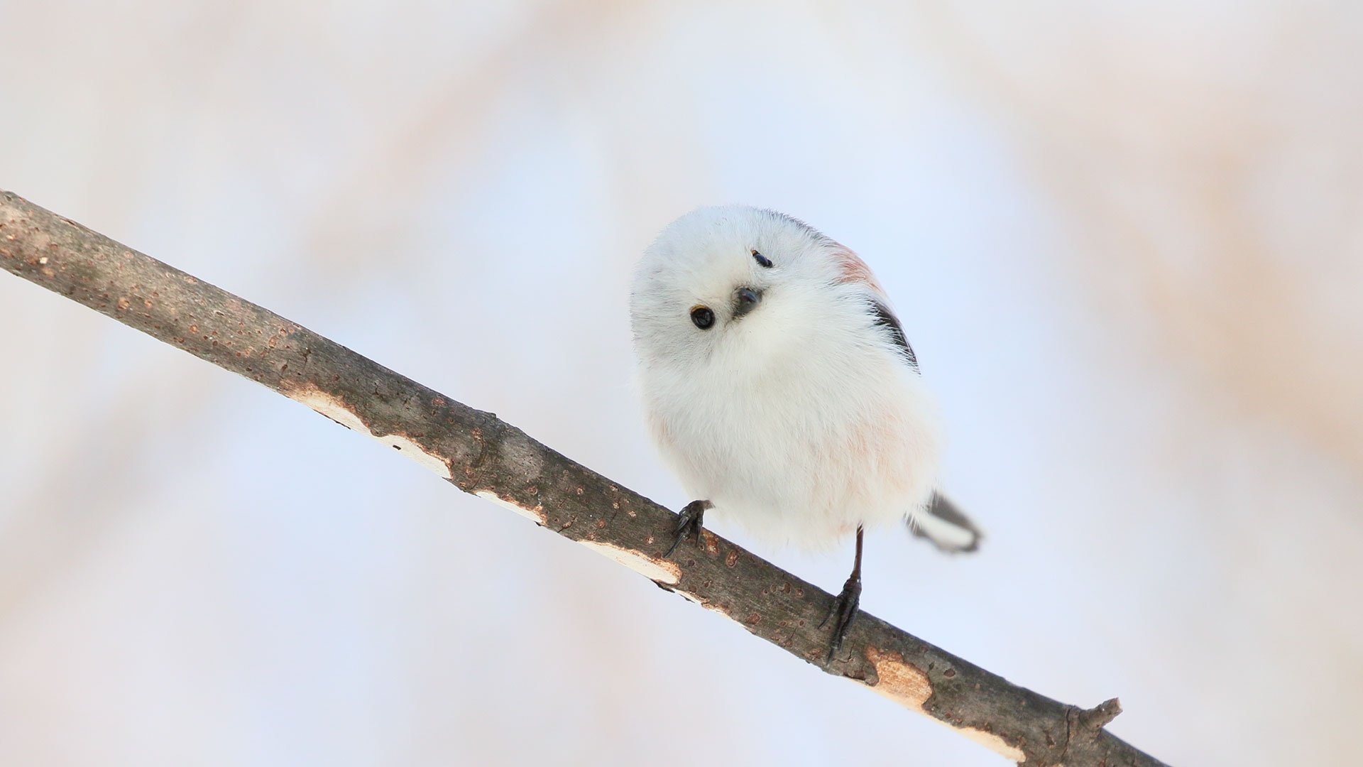 تويتر ぼく シマエナガ على تويتر T Co St9dlrr2lc تويتر ぼく シマエナガ على تويتر T Co St9dlrr2lc