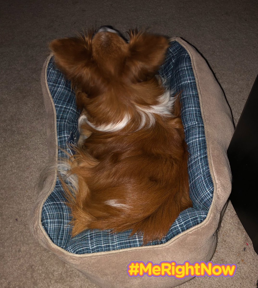 Papillon_Sere's tweet photo. Happiness is reality minus expectations. 

#dog #papillon #Serendipity #dogsofinstagram #dogsoftwitter #dognap #happy #happiness #reality #expectations #YKIR https://t.co/PM38vo74QM