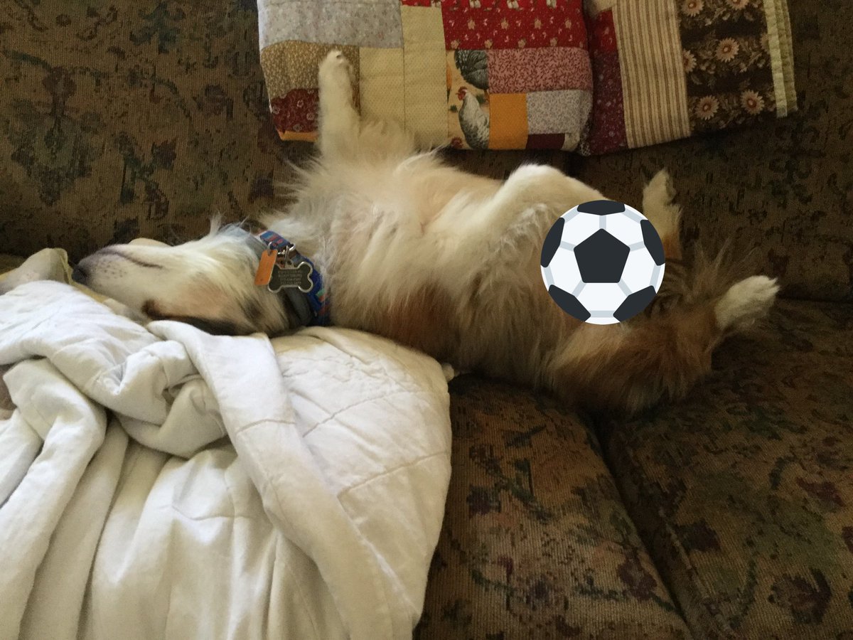 clumsy_writer's tweet photo. My mom texted me this with: “He took my spot.” 

Yes, yes he did, but he was clearly there first. Right? https://t.co/nmjqLsSlVB