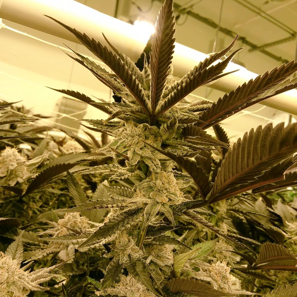 Feya Farm is growing some beautiful bud!  Stop in and try some today!
#weedstagram #loveweed #CannabisCommunity #cannabis #420friendly #smokeweedeveryday