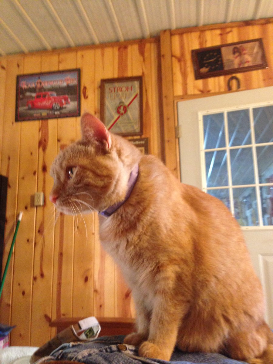pierce_terrill's tweet photo. Olaf and pooh are my 2 spoiled brats! Olaf the white one is a rescue from my sisters and brother in laws farm and pooh the orange tabby came from a friend! I've had pook since she was 8 weeks old and olaf when she was about 12 weeks old! #MyNaturalCat https://t.co/PJVItBLsrs