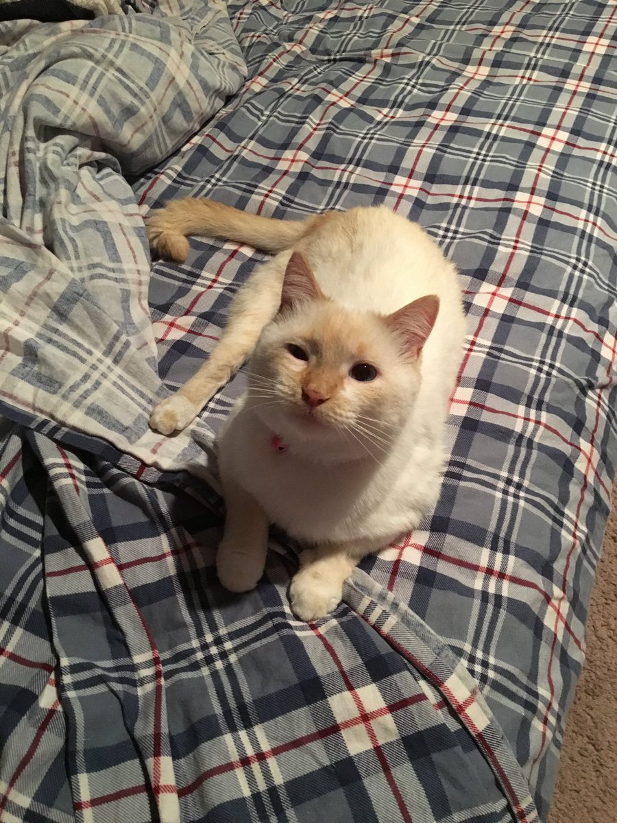 pierce_terrill's tweet photo. Olaf and pooh are my 2 spoiled brats! Olaf the white one is a rescue from my sisters and brother in laws farm and pooh the orange tabby came from a friend! I've had pook since she was 8 weeks old and olaf when she was about 12 weeks old! #MyNaturalCat https://t.co/PJVItBLsrs