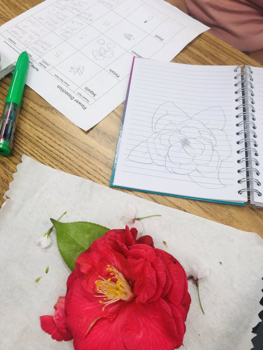 tricampusgifted's tweet photo. Flower Dissection Success #botonists #naturesbeauty #cherryblossom #camelia #arethesereal @AngelaRyan_VB @AcunaAngelina @bfw_elem @mrschuma @IrishPrincipal1 @MsLRiley https://t.co/Bt0gqPf54g