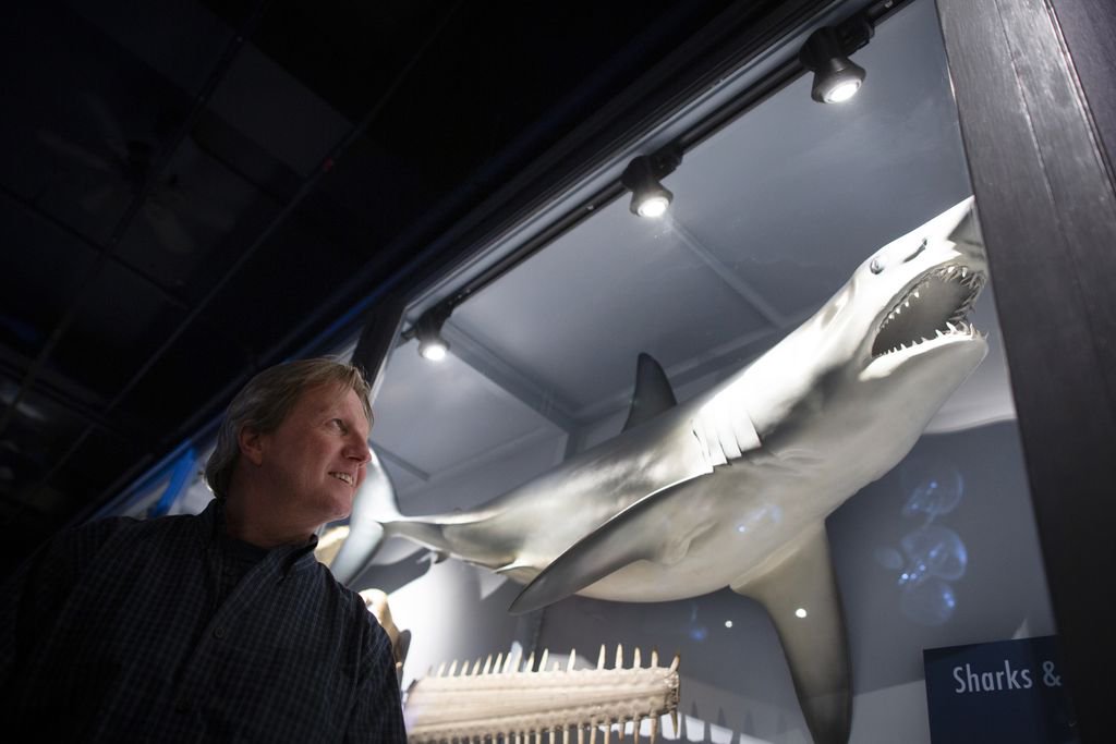 Gregory Skomal with a great white shark at the Harvard Museum of Natural History 
