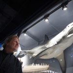 Gregory Skomal with a great white shark at the Harvard Museum of Natural History 