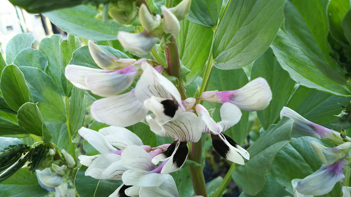 いっちょ母さん 俳句 蝶に雨に うきそら豆も 花盛 旦那の家庭菜園の そら豆 の花 そら豆は夏の季語なんですが そら豆の花は 春の季語 そら豆ができたら ビールのつまみに 最高 T Co 9f8lrohpir いっちょ母さん 俳句 蝶に雨に うきそら豆も 花盛 旦那の家庭菜園の そら豆 の花 そら豆は夏の季語なんですが そら豆の花は 春の季語 そら豆ができたら ビールのつまみに 最高 T Co 9f8lrohpir