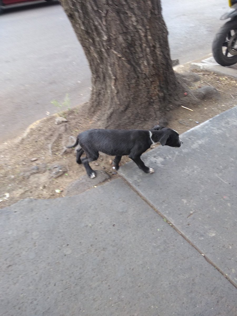 Perrosenlacalle's tweet photo. No podía irme a casa dejándola ahí tan cachorrita en la calle. A pesar de todos mis problemas, no debía sabiendo las consecuencias que puede sufrir. Andaba merodeando un puesto de tacos seguramente con hambre. Ya la traje a mi refugio y le voy a cambiar la vida y rehabiltar https://t.co/nyjktokOKc