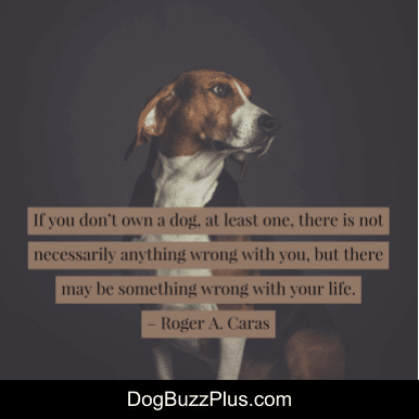 dogbuzzplus tweet picture