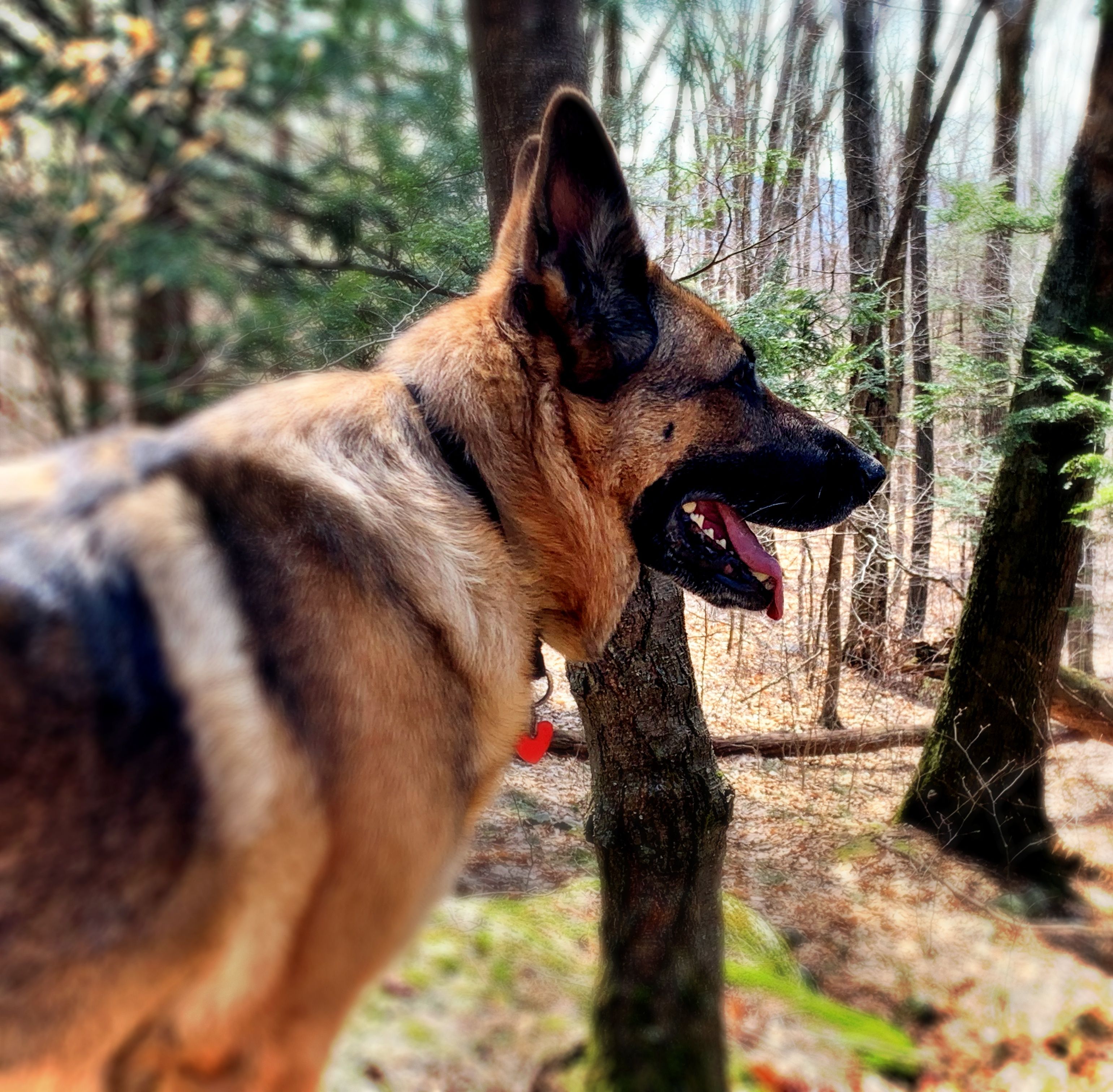 Germanshepherdphotos Twitter Search Twitter