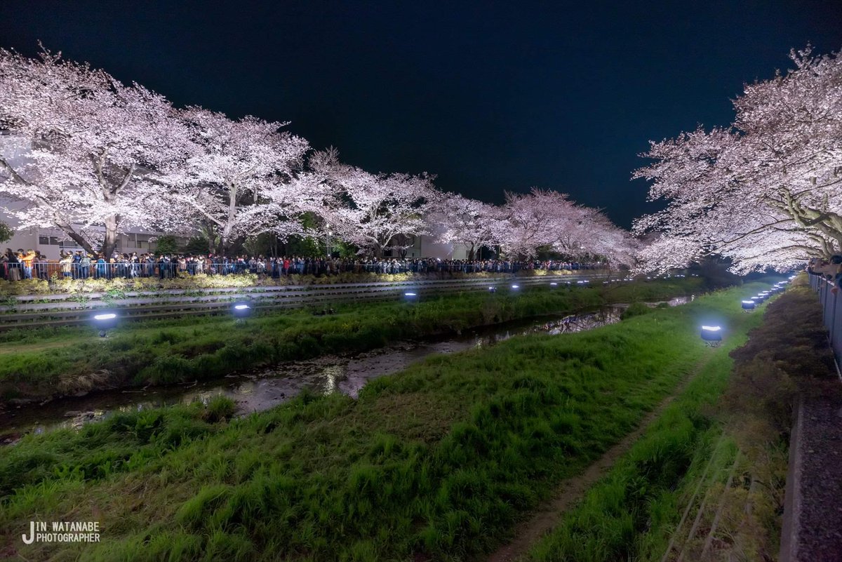 Jin Watanabe على تويتر 1年で3時間だけライトアップされるという 調布の野川公園の桜を見に行ってきました 平日にもかかわらず大混雑 みんな楽しみにしてたんだなーと 思いつつも必死で撮りました 調布 野川公園 野川桜ライトアップ 野川ライトアップ 桜 夜桜
