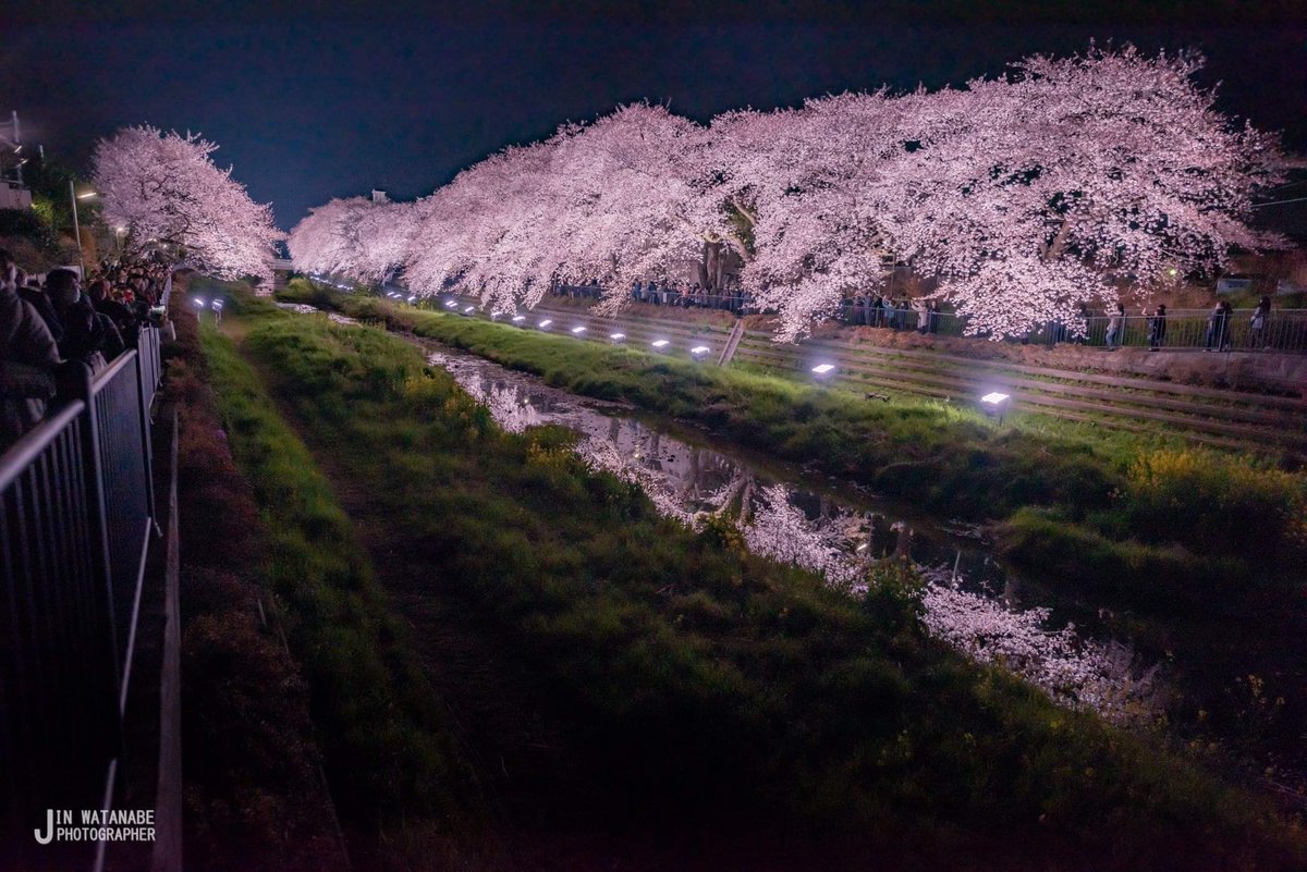 Jin Watanabe على تويتر 1年で3時間だけライトアップされるという 調布の野川公園の桜を見に行ってきました 平日にもかかわらず大混雑 みんな楽しみにしてたんだなーと 思いつつも必死で撮りました 調布 野川公園 野川桜ライトアップ 野川ライトアップ 桜 夜桜