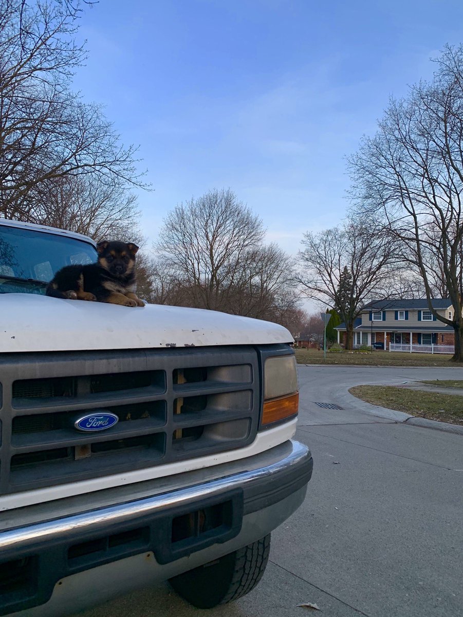 Pictures of my new pup