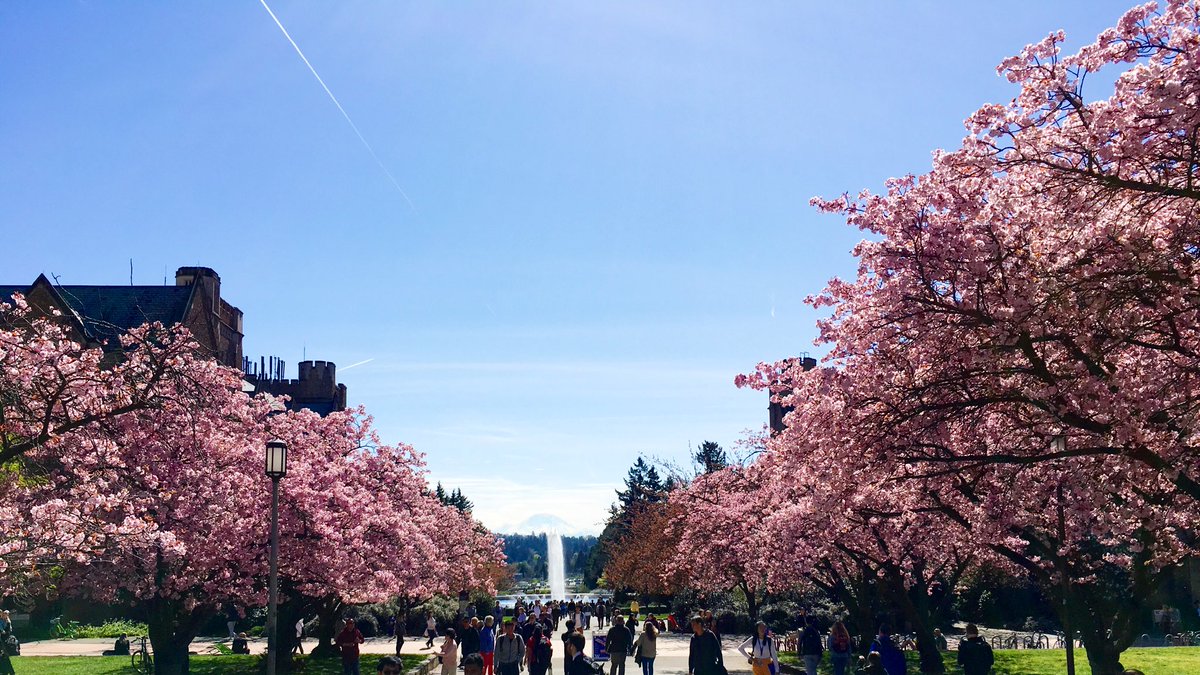 🌸 Cherry Blossom 🤰🏻🌸