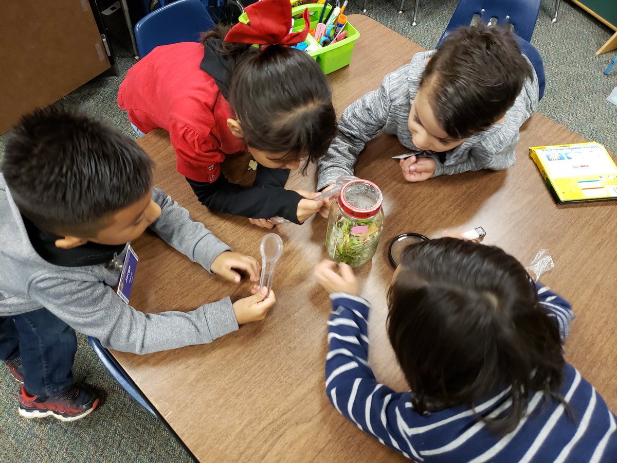 Amrivasteach's tweet photo. Observing the ladybugs in the hábitat the students created. They were amazed by discovering body parts and behaviors, grouping, previously studied. @Martin_Mustangs @AliefScience https://t.co/PrpfuX1OYv