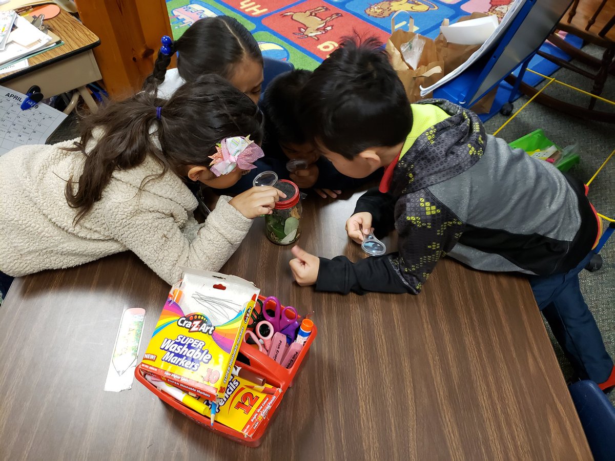 Amrivasteach's tweet photo. Observing the ladybugs in the hábitat the students created. They were amazed by discovering body parts and behaviors, grouping, previously studied. @Martin_Mustangs @AliefScience https://t.co/PrpfuX1OYv