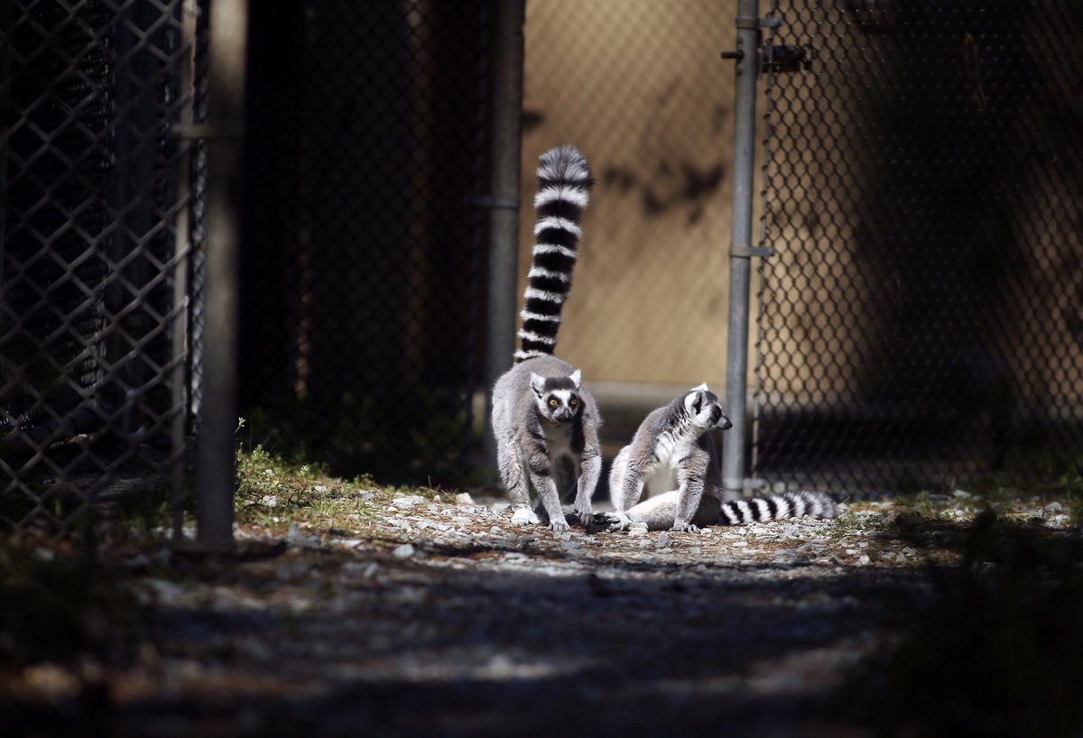 BobKarpDR's tweet photo. It was a Ring-Tailed & Sifaka Lemur kind of day today at #DukeLemurCenter @DukeU @Lemur_Love #onlyatduke @LemurNetwork @dukelemurcenter #onlyindurham @DurhamNC #lemurs #endangeredspecies #madagascar https://t.co/dhnip8BDNJ