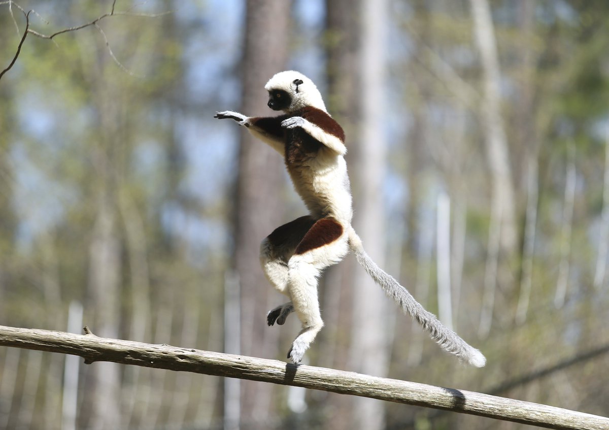 BobKarpDR's tweet photo. It was a Ring-Tailed & Sifaka Lemur kind of day today at #DukeLemurCenter @DukeU @Lemur_Love #onlyatduke @LemurNetwork @dukelemurcenter #onlyindurham @DurhamNC #lemurs #endangeredspecies #madagascar https://t.co/dhnip8BDNJ
