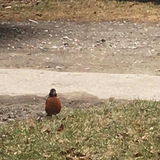 seanasimpson's tweet photo. Y’All! I’m so happy I can finally announce that spring is OFFICIALLY here! Look at that chubby little guy being the harbinger of a new season #FirstRobinOfSpring https://t.co/vqtsvYuK99