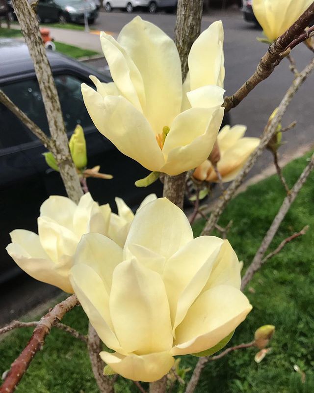 Urbane #magnolia #magnoliasoulangeana ift.tt/2G2wFRY