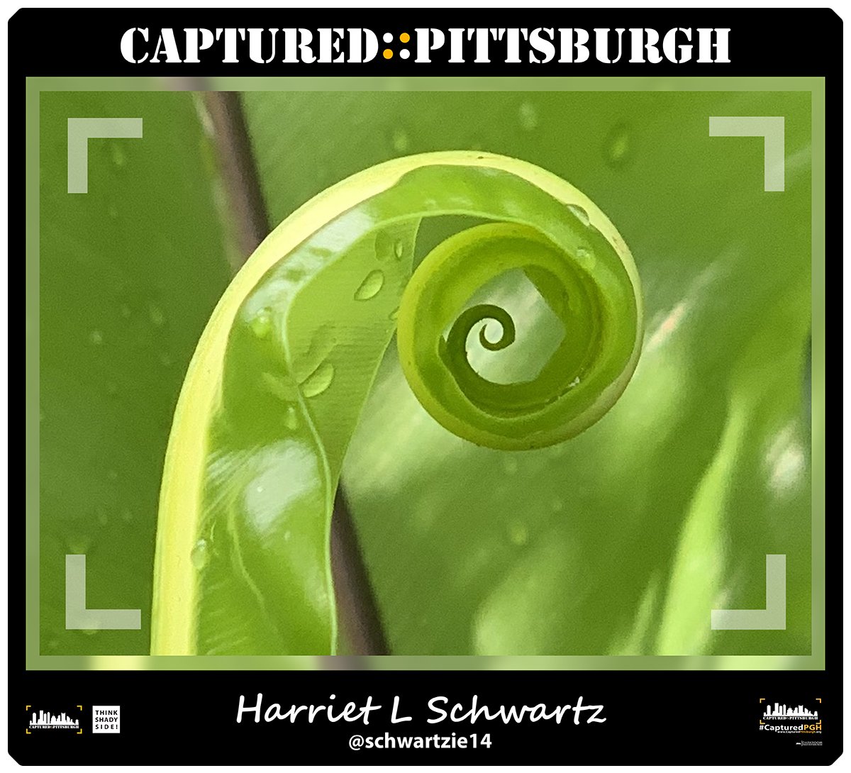 harrietschwartz's tweet photo. This photo now showing as part of the #CapturedPgh outdoor gallery on Walnut Stree here in Pittsburgh! Photo shot @PhippsNews #macrophotography https://t.co/ODLREXY2sS
