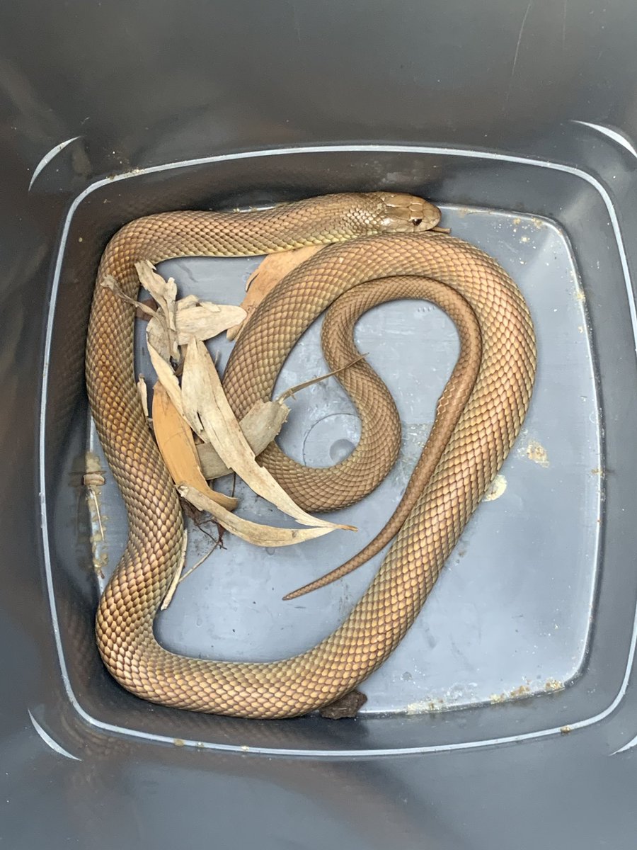 Rep_tales's tweet photo. Lesson #462 Never trust your husband when he calls to ask if you can get a “baby snake” from a house... https://t.co/7ViCQbrdzo