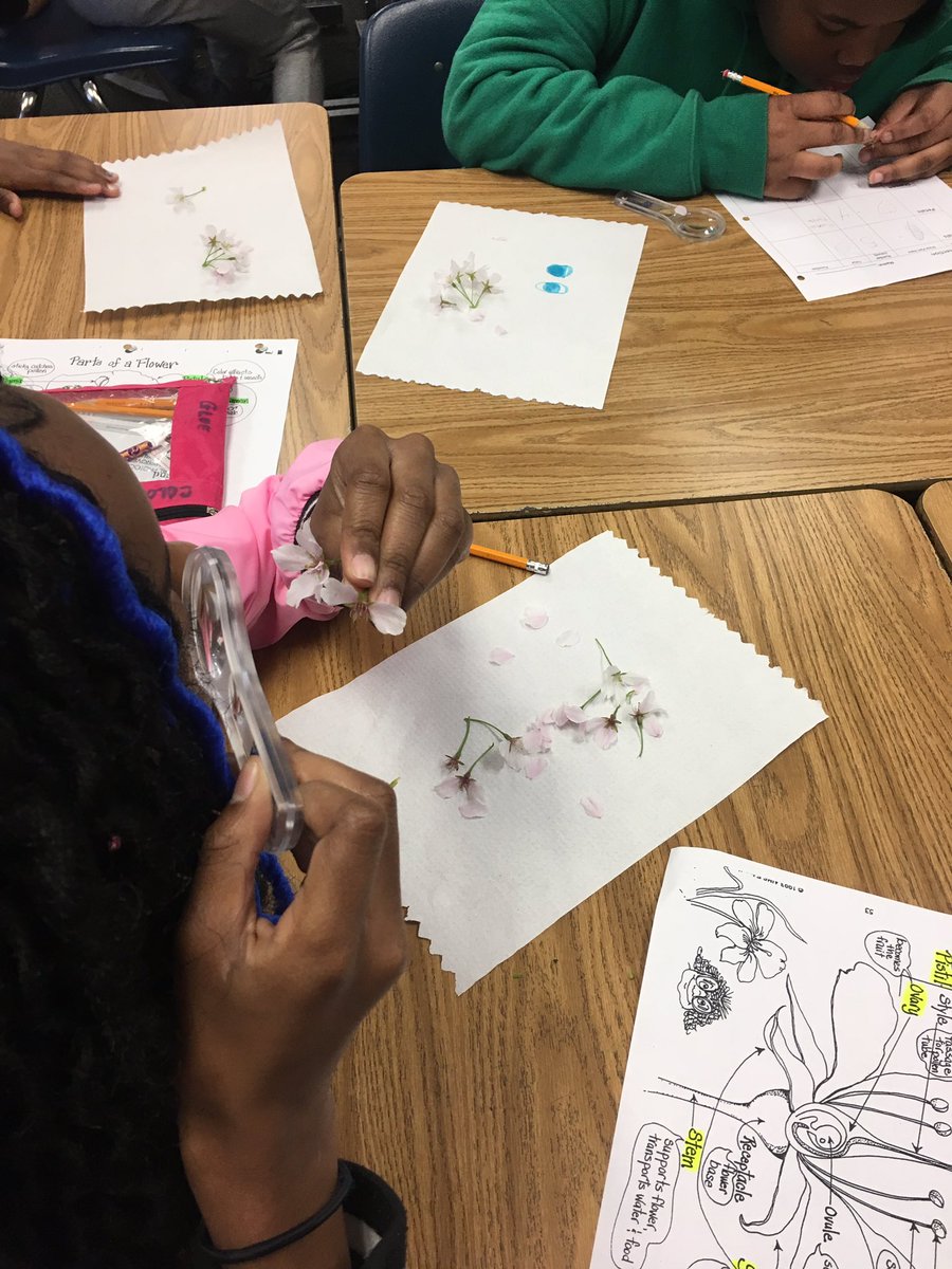 AngelaRyan_VB's tweet photo. I always love this lab and gifted lesson with @tricampusgifted !! Dissecting flowers to learn about the parts and their functions with hands-on experiences! @bfw_elem @MsLRiley @IrishPrincipal1 https://t.co/UGXVH73MOz